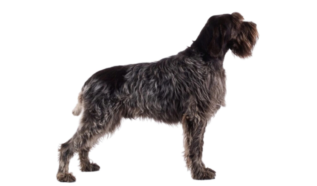 Estándar de la raza de perro Grifón de muestra Korthals de pelo duro