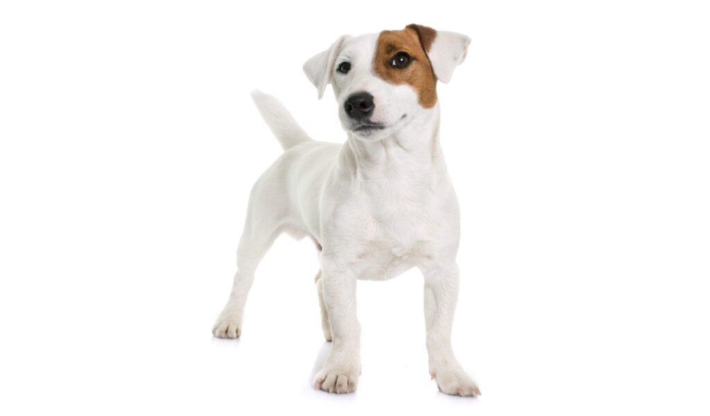 Estándar de la raza de perro Jack Russell Terrier 