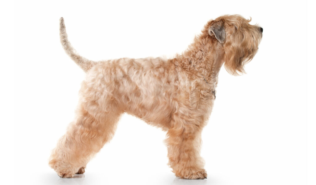 Estándar de la raza de perro Irish Soft Coated Wheaten Terrier