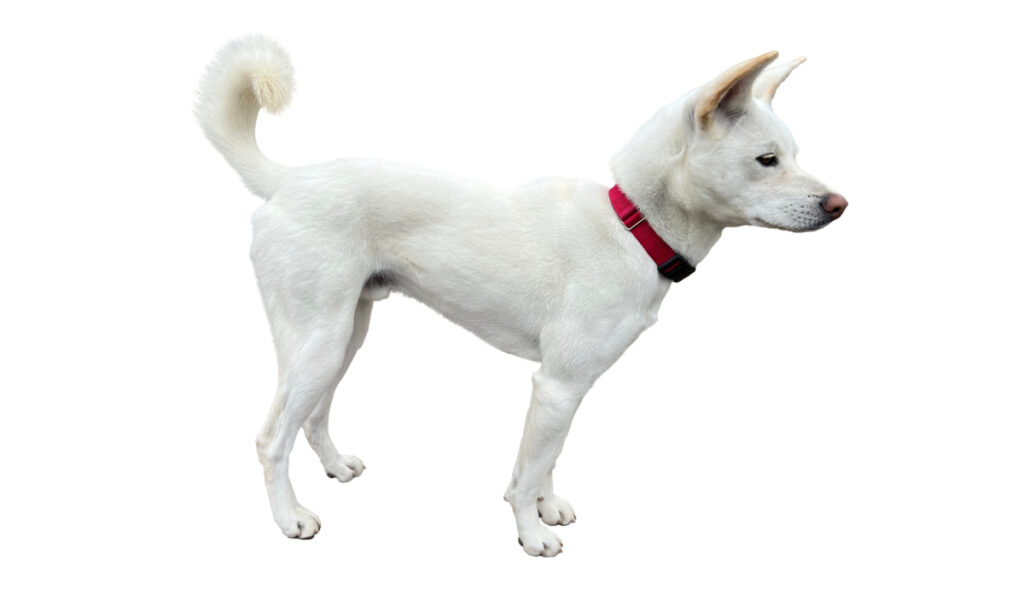 Estándar de la raza de perro Jindo Coreano