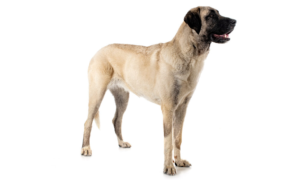 Estándar de la raza de perro Kangal