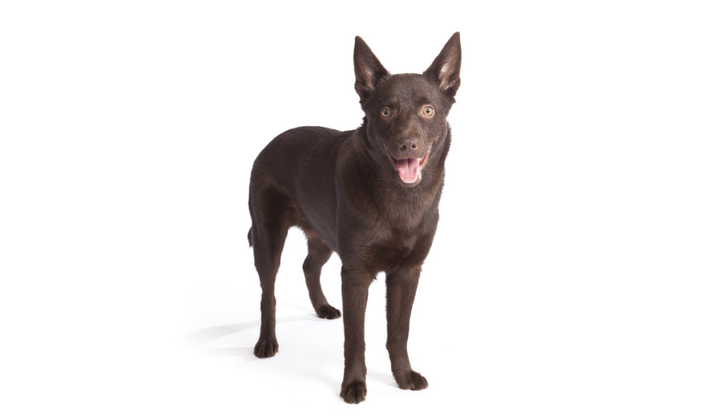 Estándar de la raza de perro Kelpie Australian