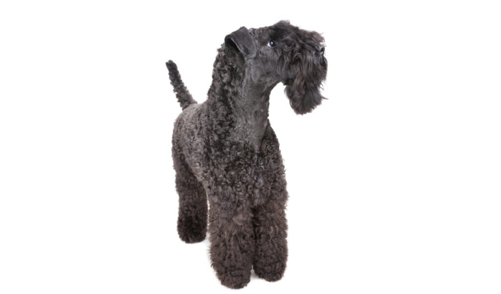 Estándar de la raza de perro Kerry Blue Terrier