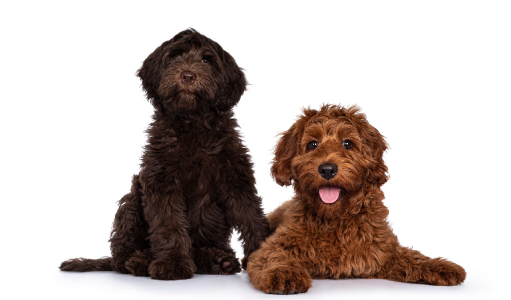 Estándar de la raza de perro Labradoodle