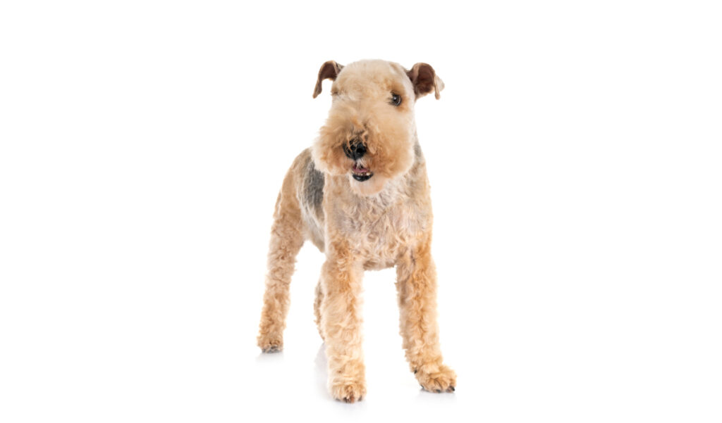 Estándar de la raza de perro Lakeland terrier