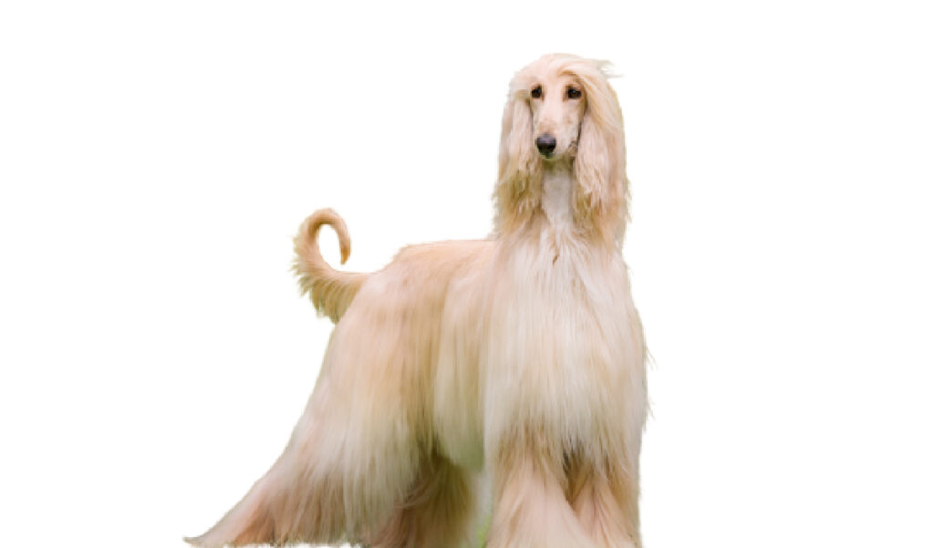 Estándar de la raza de perro Lebrel Afgano