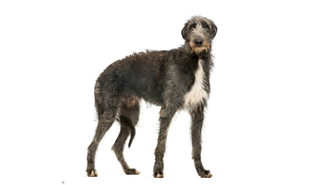 Estándar de la raza de perro Lebrel Escocés