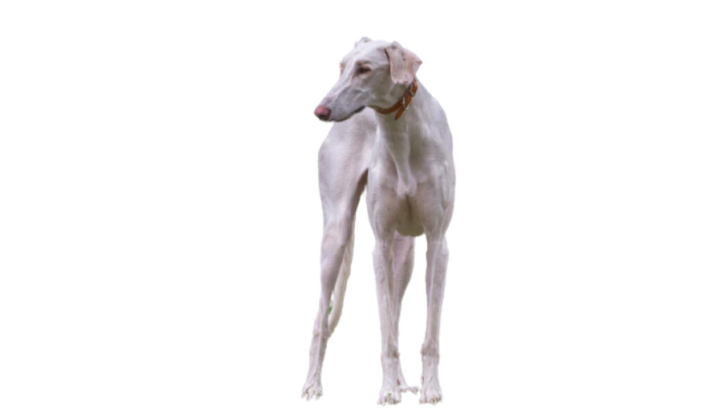 Estándar de la raza de perro Lebrel Polaco