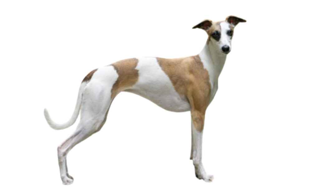 Estándar de la raza de perro Lebrel_Húngaro