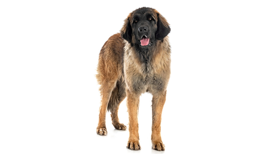 Estándar de la raza de perro Leonberger