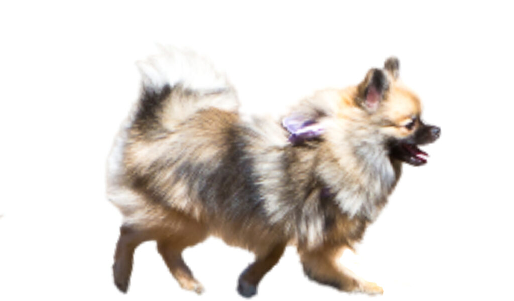 Estándar de la raza de perro Lulu Pomerania