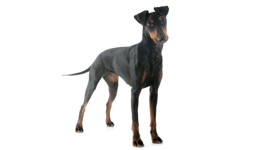 Canina Nacional ACCAM presenta el estandar de la raza Manchester terrier