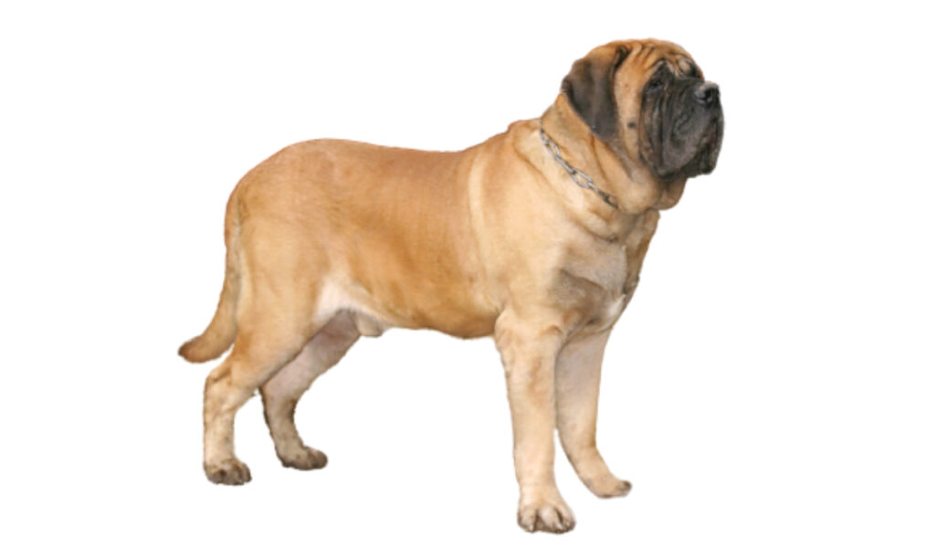 Canina Nacional ACCAM presenta el estandar de la raza de perro Mastiff