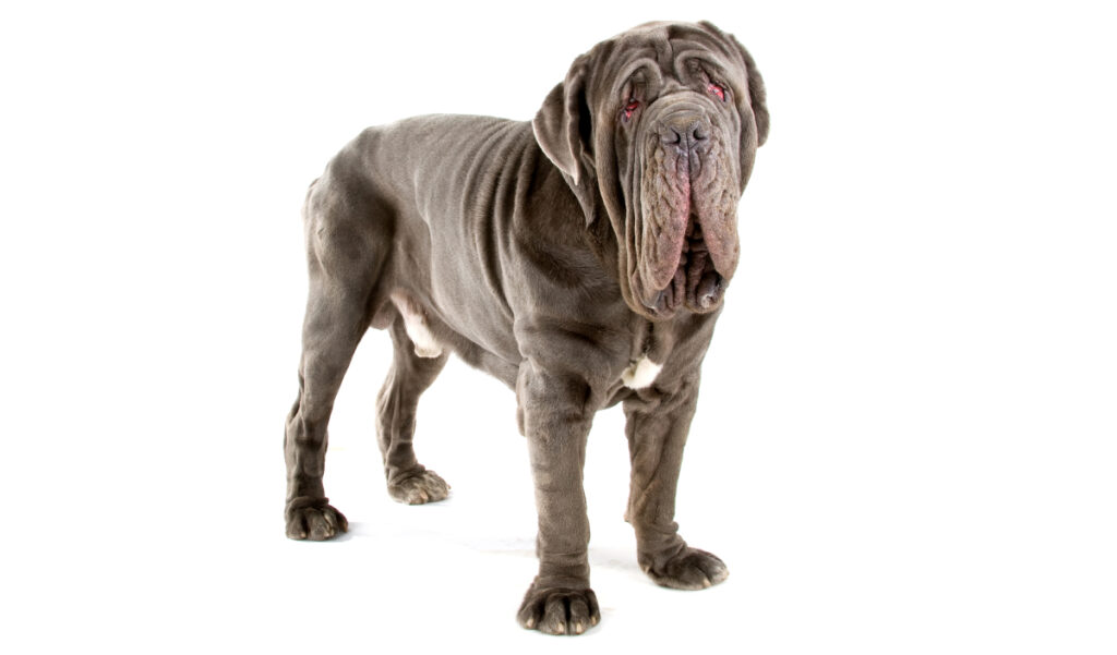 Canina Nacional ACCAM presenta el estandar de la raza de perro Mastín Napolitano