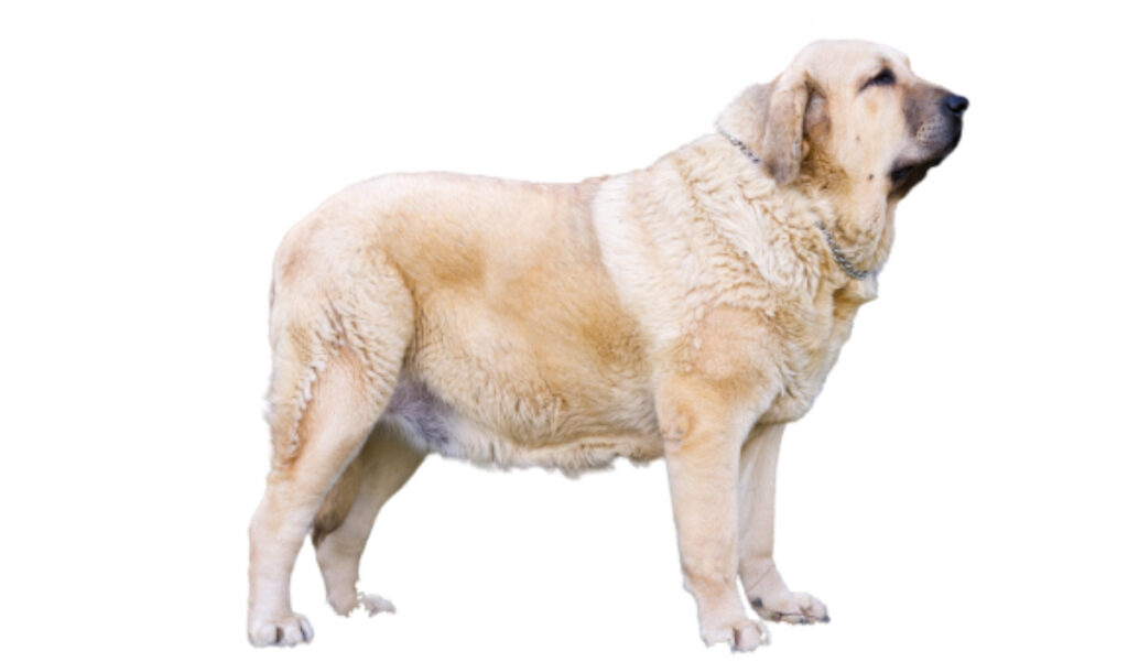 Canina Nacional ACCAM presenta el estandar de la raza de perro Mastín_Español