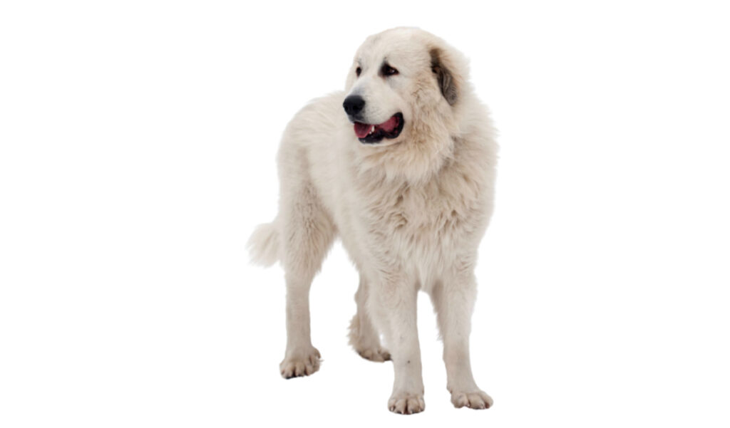 Canina Nacional ACCAM presenta el estandar de la raza de perro Mastín_del_Pirineo