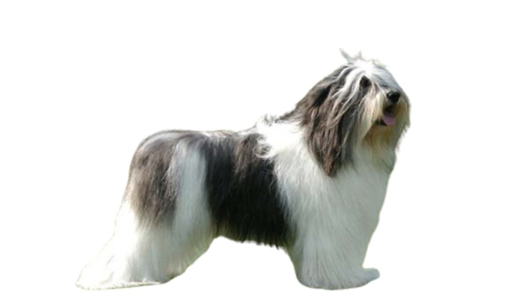 Canina Nacional ACCAM presenta el estandar de la raza Pastor_Polaco_de_las_Llanuras-