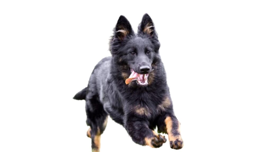 Pastor_de_Boheme Canina Nacional ACCAM presenta el estandar de la raza 