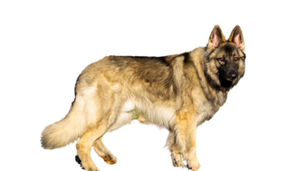 Canina Nacional ACCAM presenta el estandar de la raza Pastor_de_Shiloh