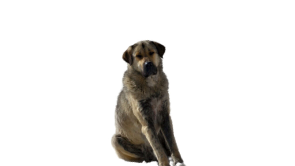 Pastor_de_la_Sierra_de_la_Estrella Canina Nacional ACCAM presenta el estandar de la raza