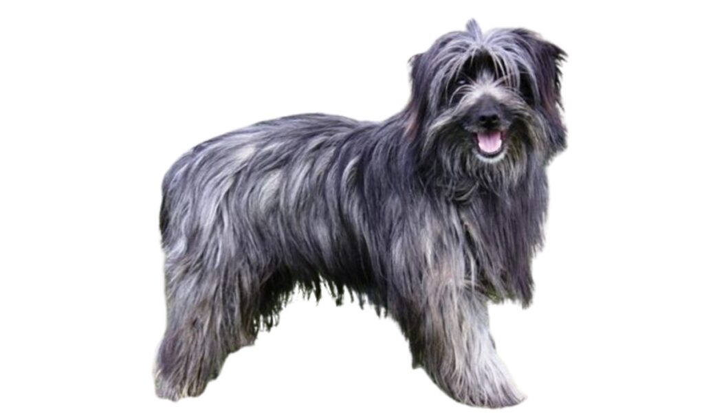 Canina Nacional ACCAM presenta el estandar de la raza Pastor_de_los_Pirineos_de_Cara_Lisa