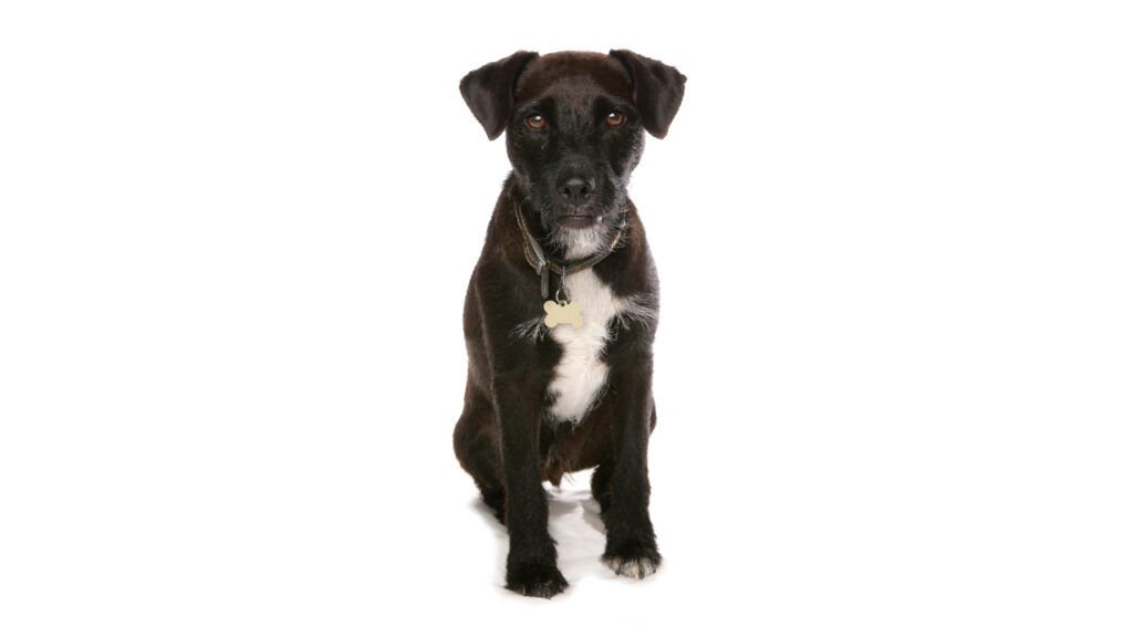 Patterdale terrier Canina Nacional ACCAM presenta el estandar de la raza