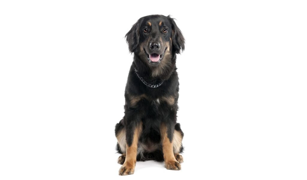 Canina Nacional ACCAM presenta el estandar de la raza Perro Hovawart