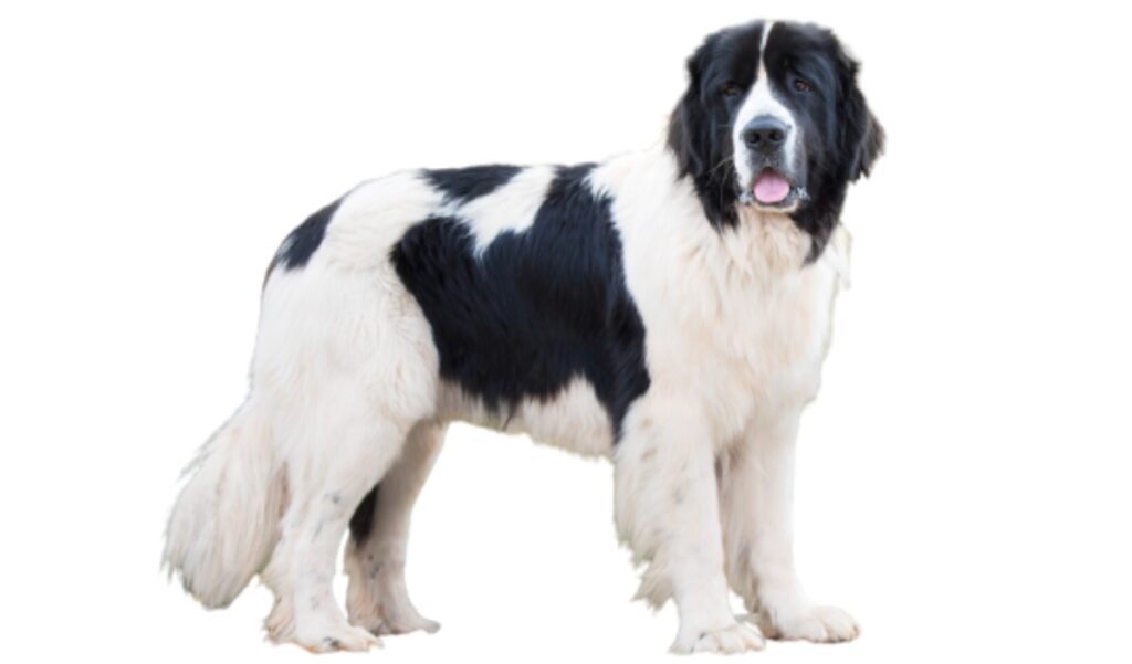 Canina Nacional ACCAM presenta el estandar de la raza Perro Landseer