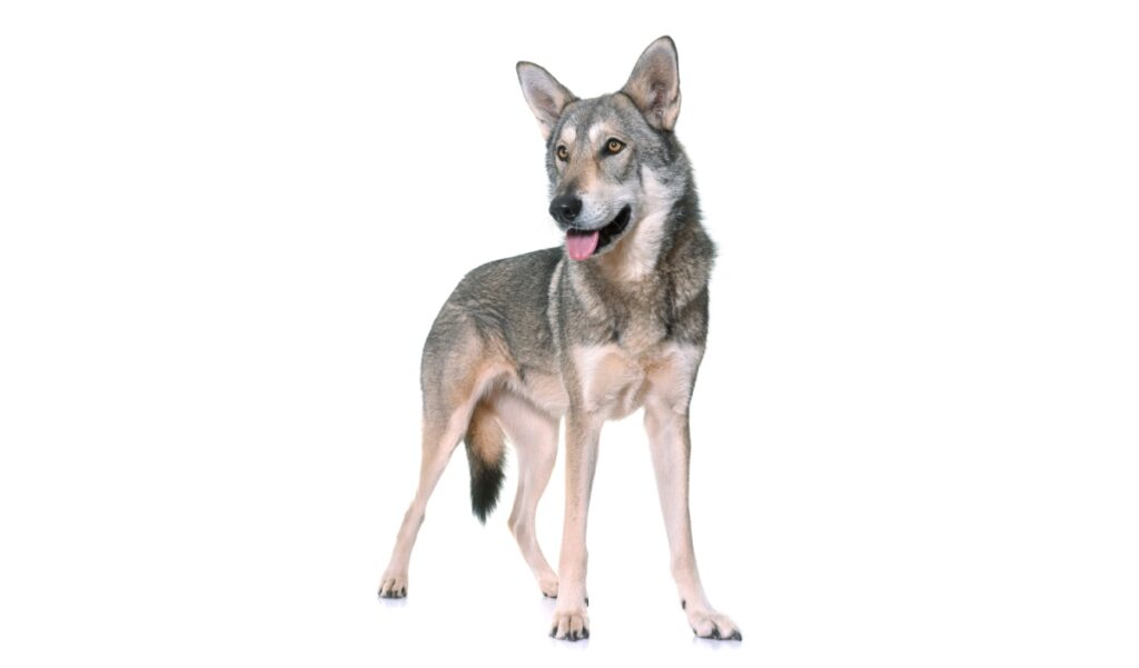 Canina Nacional ACCAM presenta el estandar de la raza Perro Lobo de Saarloos