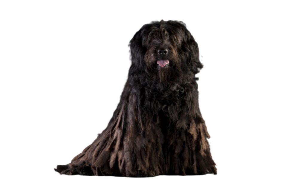 Canina Nacional ACCAM presenta el estandar de la raza Perro Pastor Bergamasco