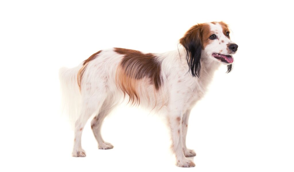 Canina Nacional ACCAM presenta el estandar de la raza Perro Pequeño Holandés (Kooikerhondje)