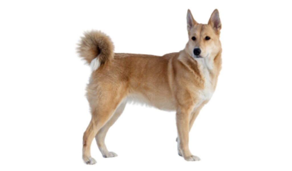 Canina Nacional ACCAM presenta el estandar de la raza Perro de Canaán