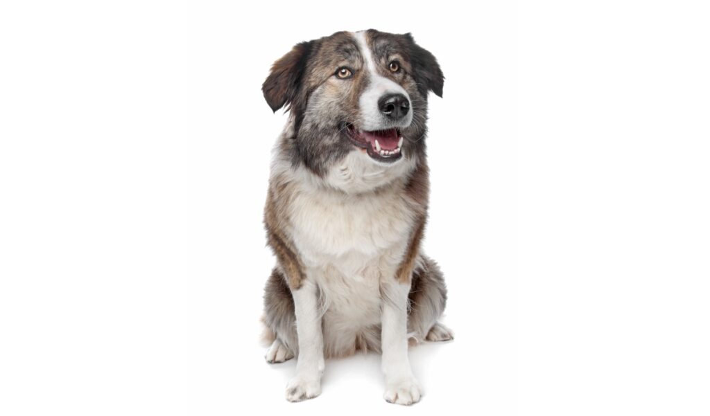 Canina Nacional ACCAM presenta el estandar de la raza Perro de Montaña del Atlas