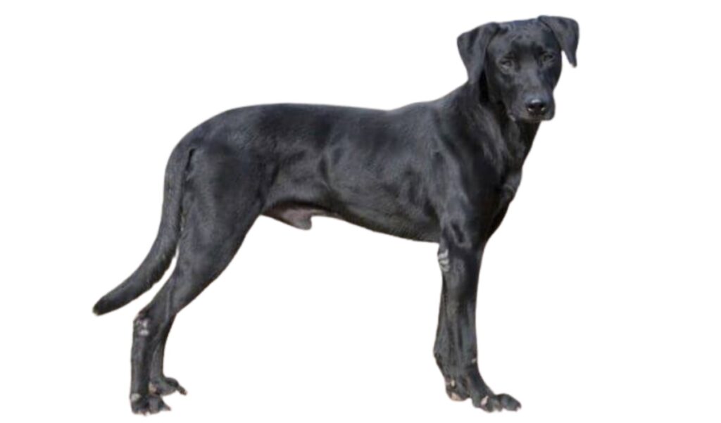 Canina Nacional ACCAM presenta el estandar de la raza Perdiguero_Alemán