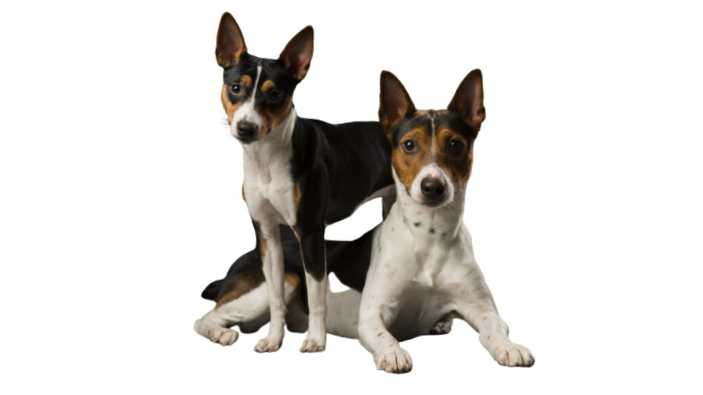 Rat_Terrier Canina Nacional ACCAM presenta el estandar de la raza