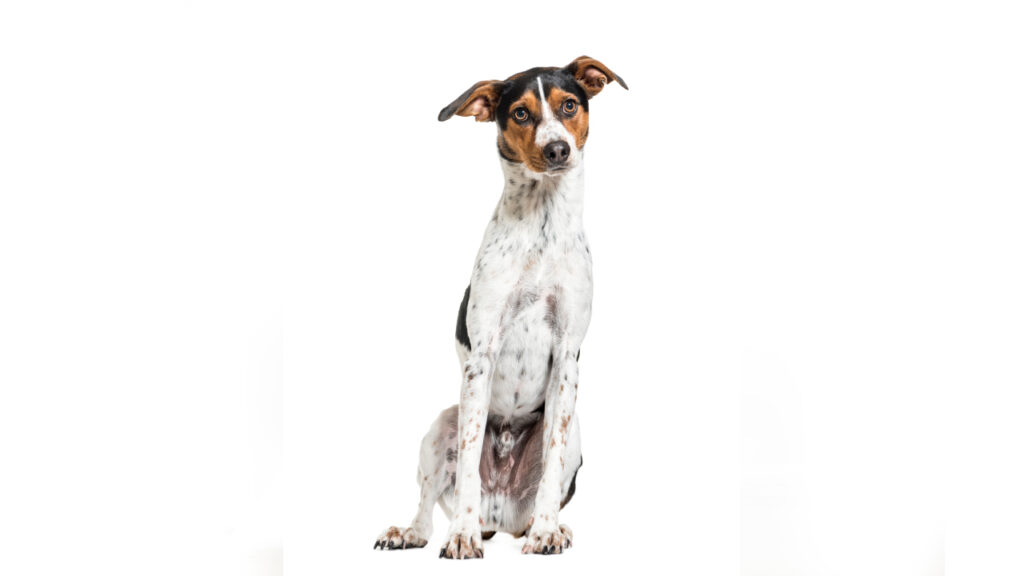 Ratonero Bodeguero Andaluz Canina Nacional ACCAM presenta el estandar de la raza