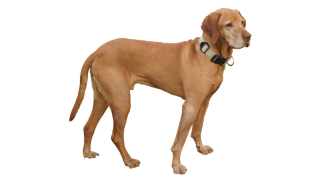 Redbone Coonhound Canina Nacional ACCAM presenta el estandar de la raza
