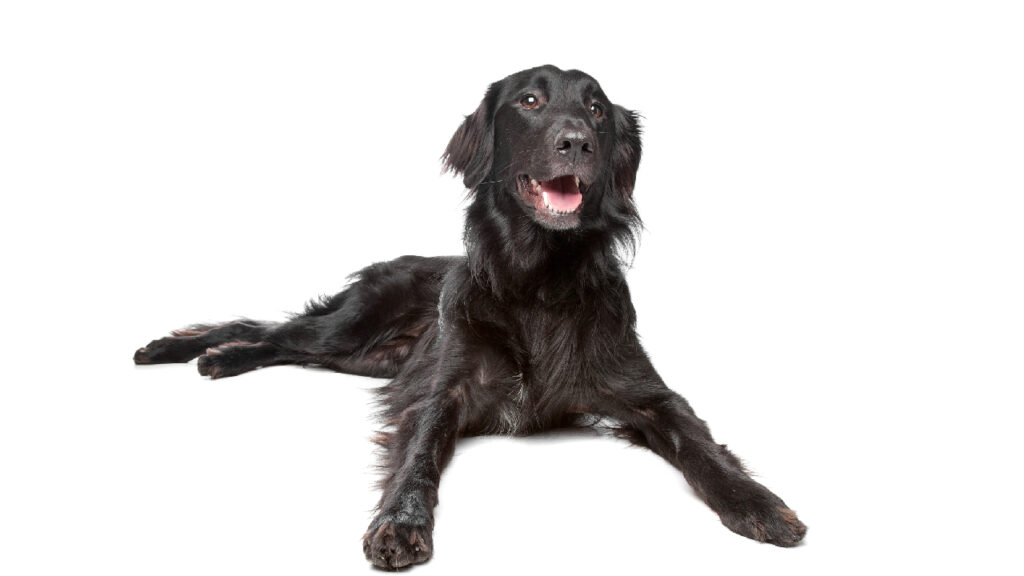 Retriever de Pelo Liso Canina Nacional ACCAM presenta el estandar de la raza