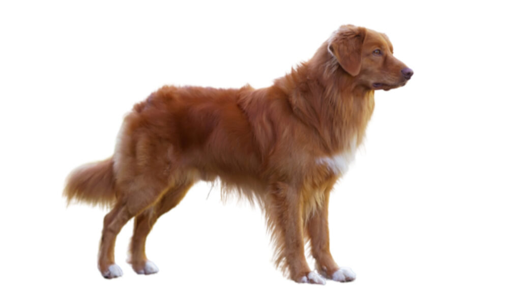 Retriever_de_Nueva_Escocia Canina Nacional ACCAM presenta el estandar de la raza