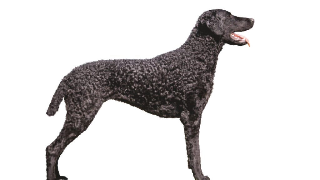 Retriever_de_Pelo_Rizado Canina Nacional ACCAM presenta el estandar de la raza
