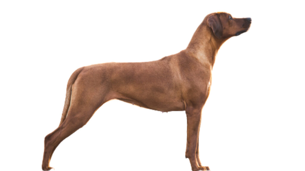 Rhodesian_Ridgeback Canina Nacional ACCAM presenta el estandar de la raza