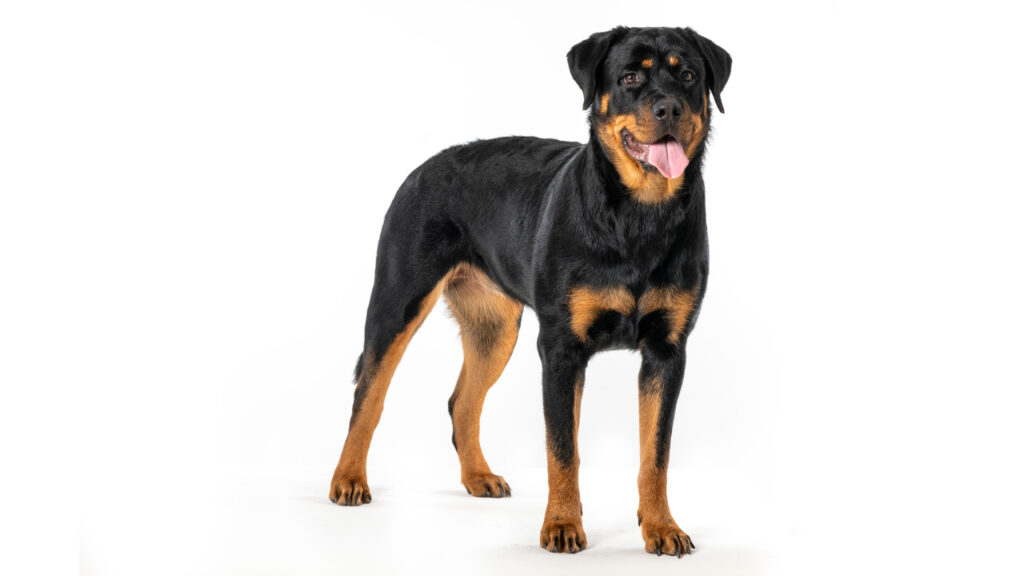 Rottweiler Canina Nacional ACCAM presenta el estandar de la raza