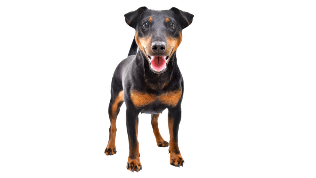 ACCAM presenta el estandar de la raza Terrier Cazador Alemán