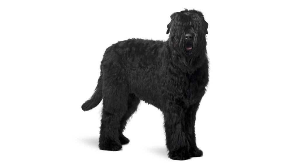 ACCAM presenta el estandar de la raza Terrier Ruso Negro