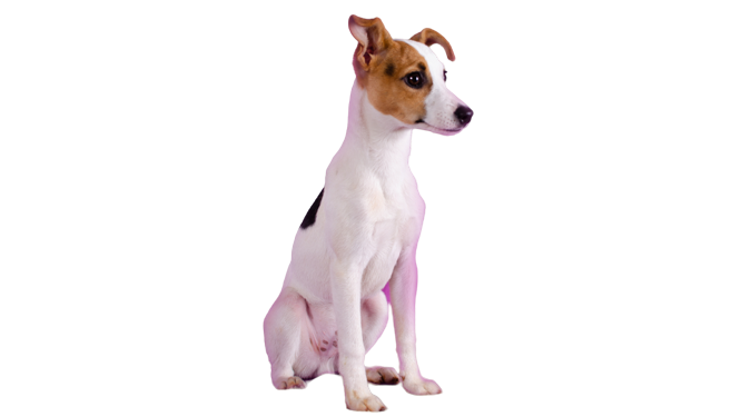 ACCAM presenta el estandar de la raza Terrier_Chileno__