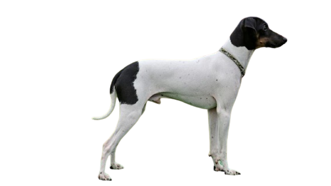ACCAM presenta el estandar de la raza Terrier_Japonés_
