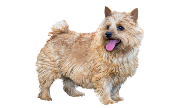 ACCAM presenta el estandar de la raza Terrier_de_Norwich