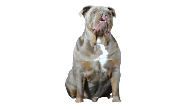 ACCAM presenta el estandar de la raza The_Olde_English_Bulldogge