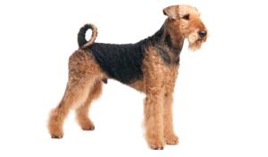 Ariredale terrier raza de perro reconocida por ACCAM. Incluye personalidad, historia, salud y estándar de raza ACCAM