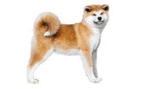 Akita Inu raza de perro reconocida por ACCAM. Incluye personalidad, historia, salud y estándar de raza ACCAM